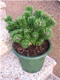 Pinus mugo Sherwood Compact